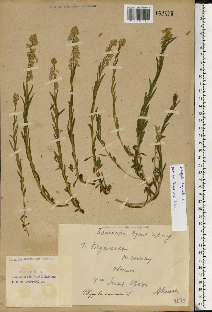 Polygala comosa subsp. comosa, Eastern Europe, Eastern region (E10) (Russia)