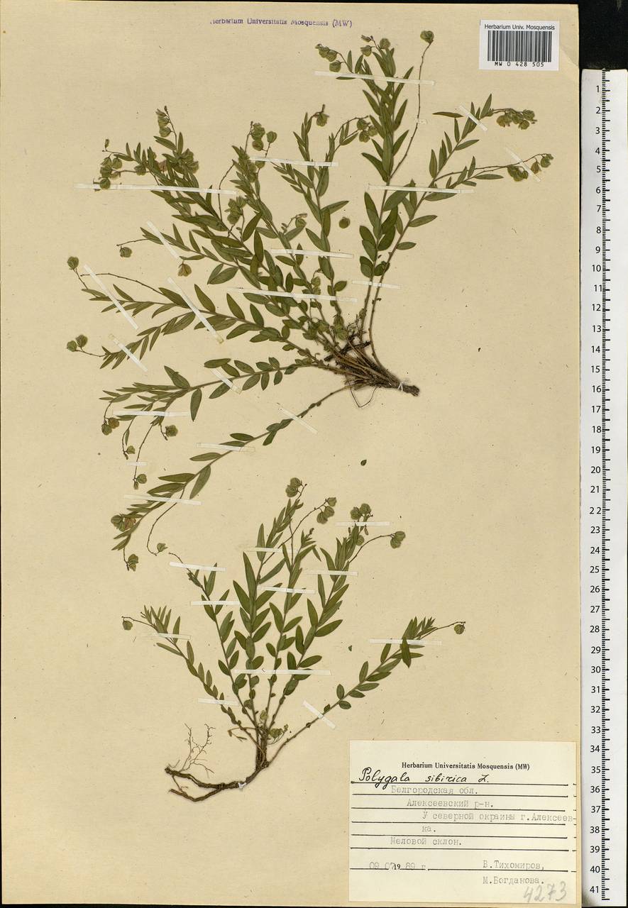 Polygala sibirica L., Eastern Europe, Central forest-and-steppe region (E6) (Russia)