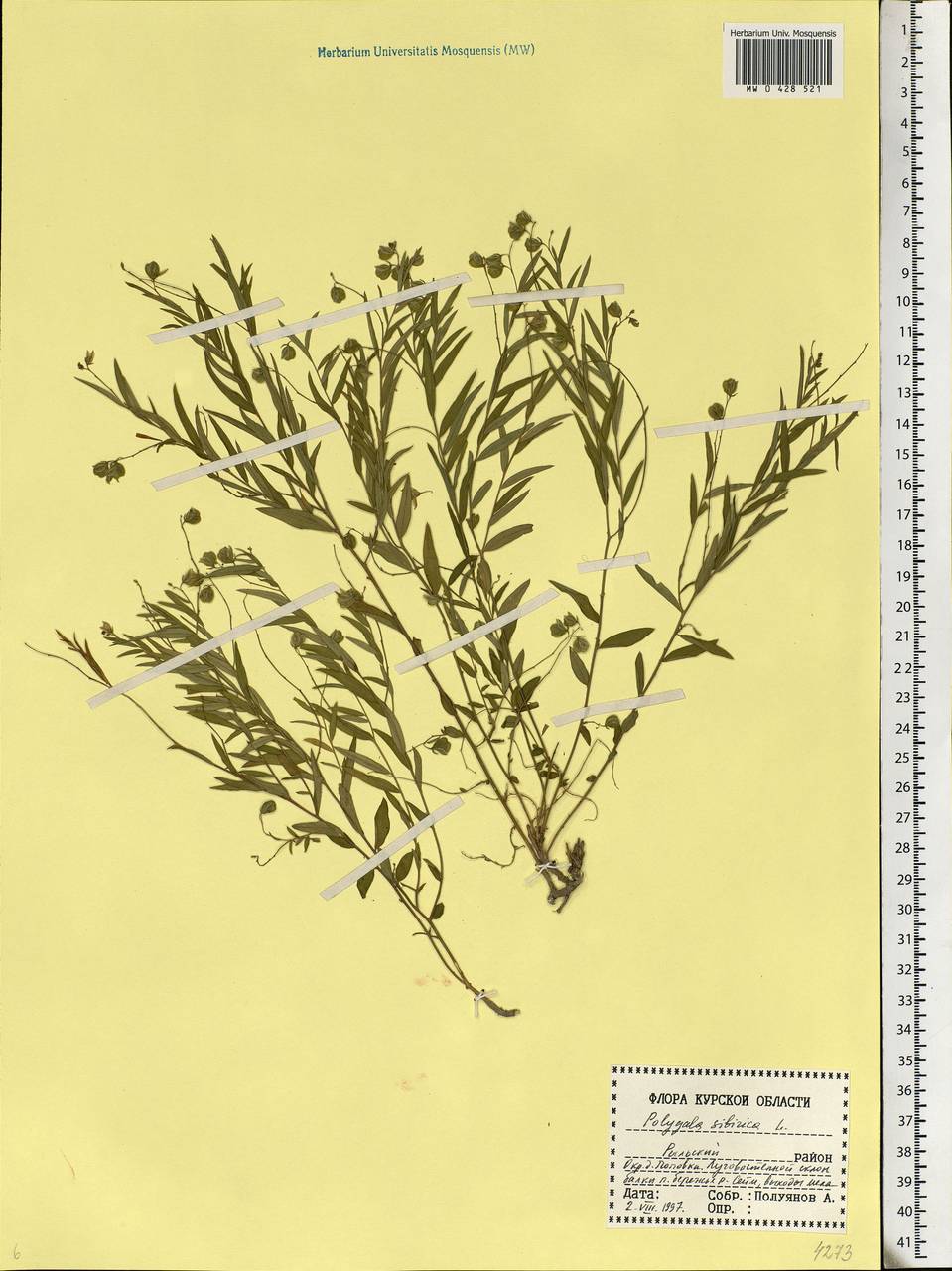 Polygala sibirica, Eastern Europe, Central forest-and-steppe region (E6) (Russia)