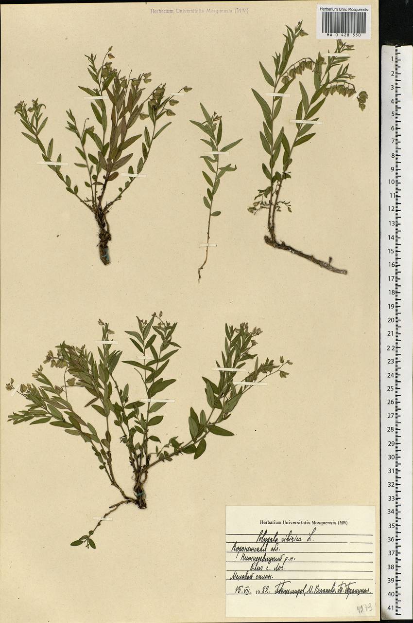 Polygala sibirica L., Eastern Europe, Central forest-and-steppe region (E6) (Russia)