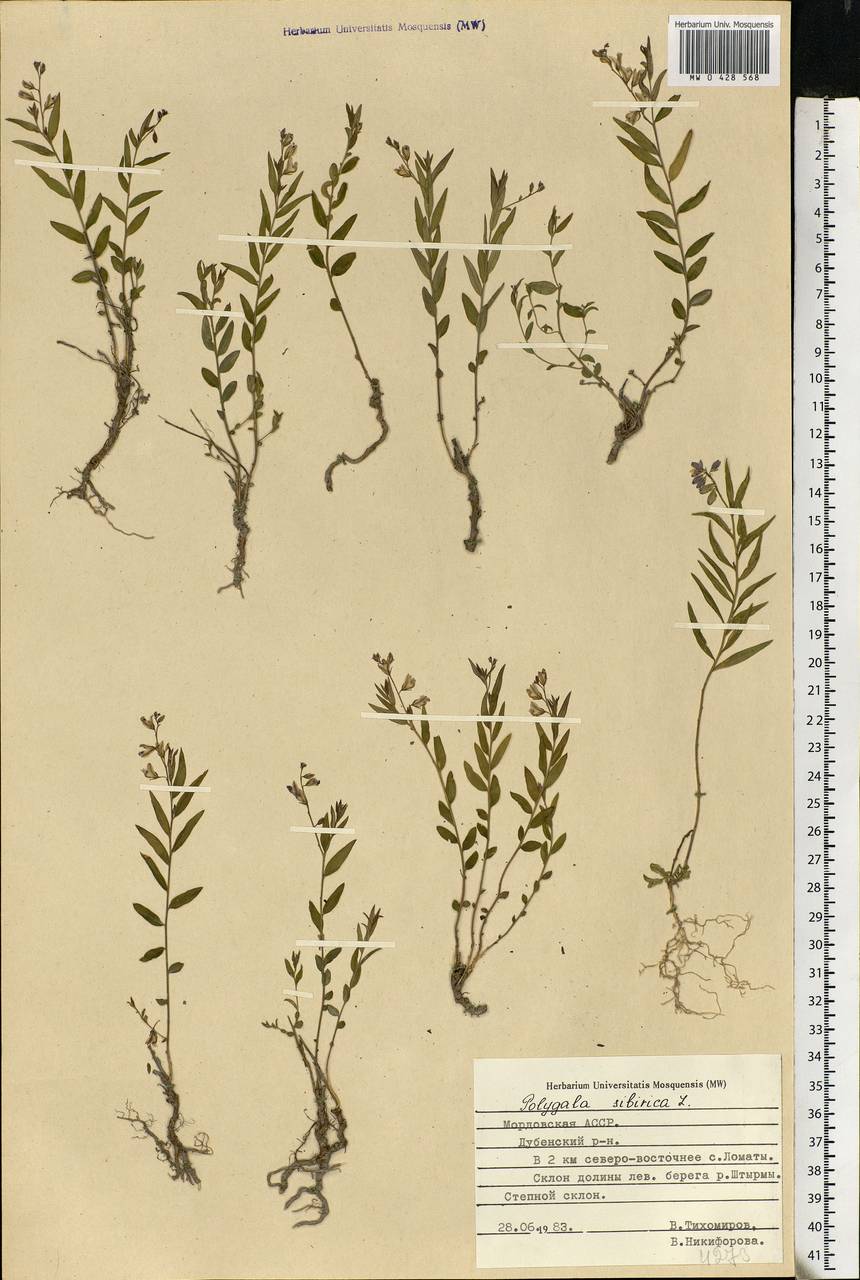 Polygala sibirica L., Eastern Europe, Middle Volga region (E8) (Russia)