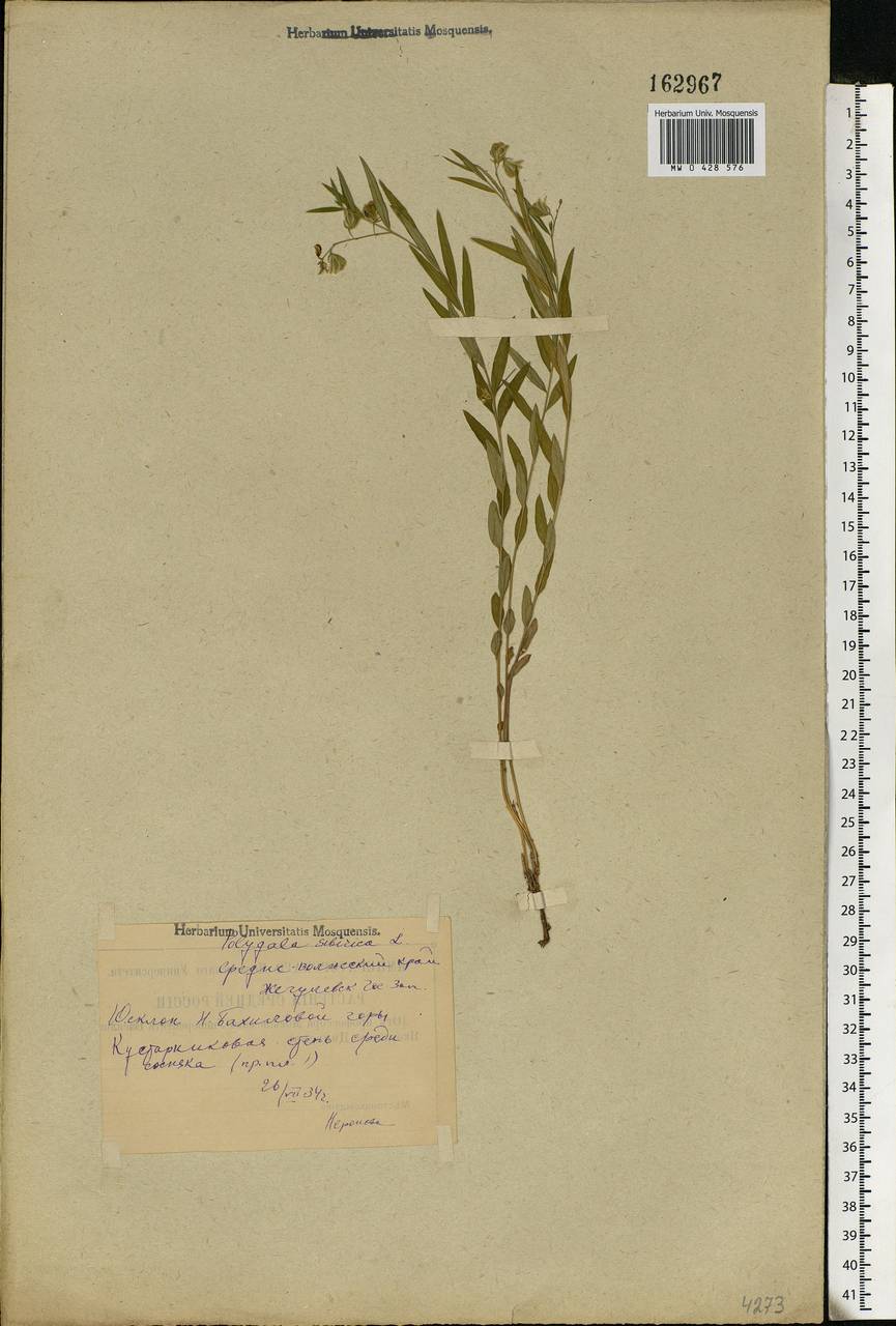 Polygala sibirica, Eastern Europe, Middle Volga region (E8) (Russia)