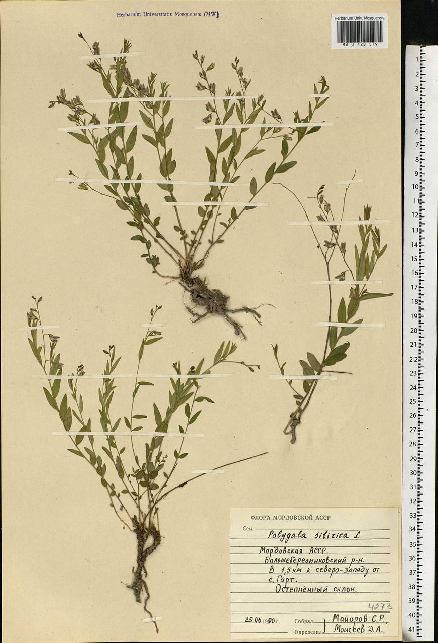 Polygala sibirica L., Eastern Europe, Middle Volga region (E8) (Russia)