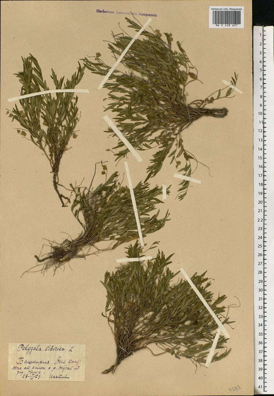 Polygala sibirica, Eastern Europe, Eastern region (E10) (Russia)