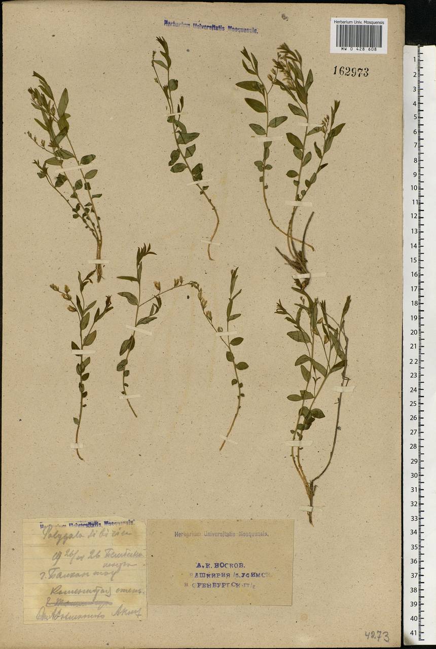 Polygala sibirica, Eastern Europe, Eastern region (E10) (Russia)