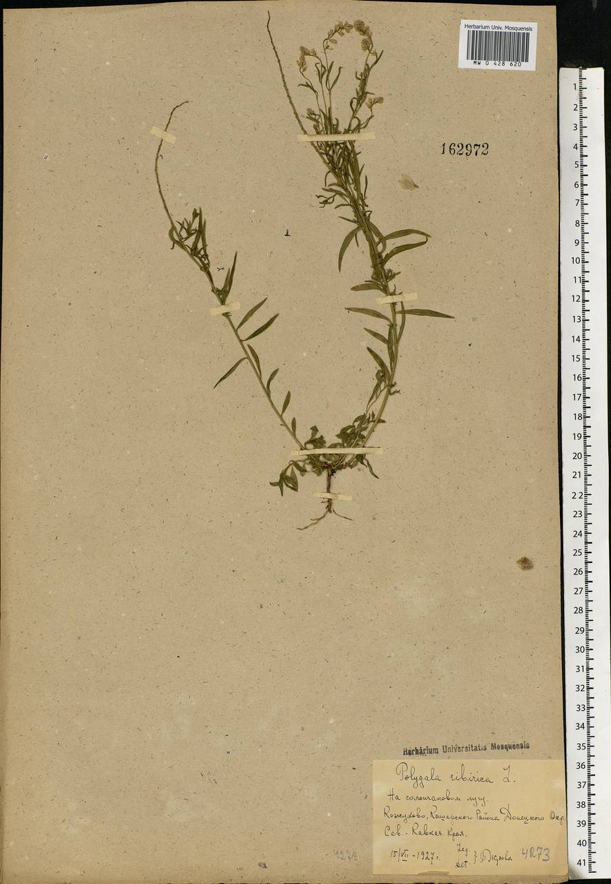 Polygala sibirica, Eastern Europe, Rostov Oblast (E12a) (Russia)