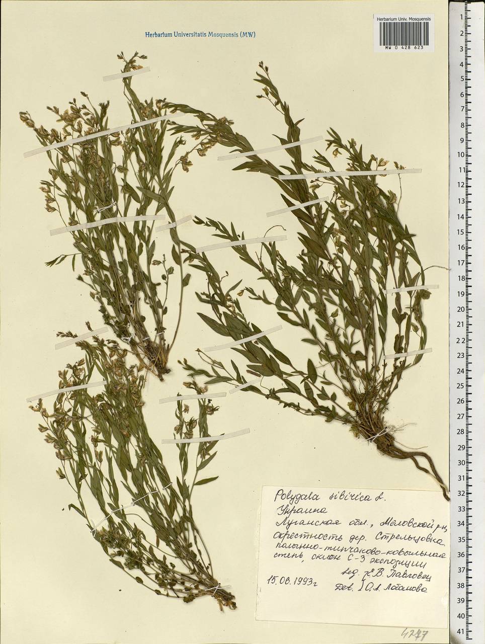 Polygala sibirica L., Eastern Europe, North Ukrainian region (E11) (Ukraine)