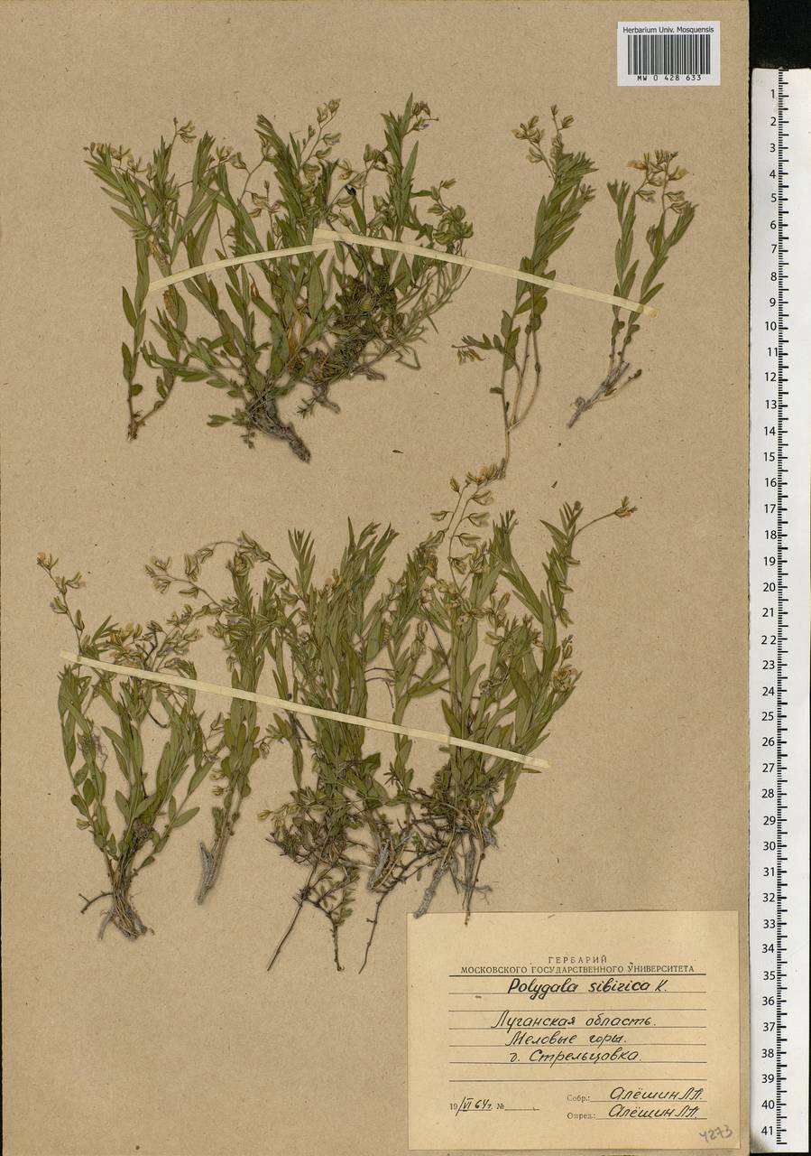 Polygala sibirica L., Eastern Europe, North Ukrainian region (E11) (Ukraine)