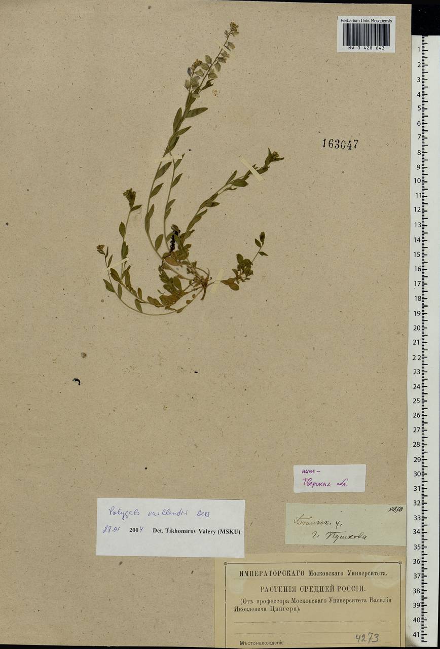 Polygala vulgaris, Eastern Europe, North-Western region (E2) (Russia)