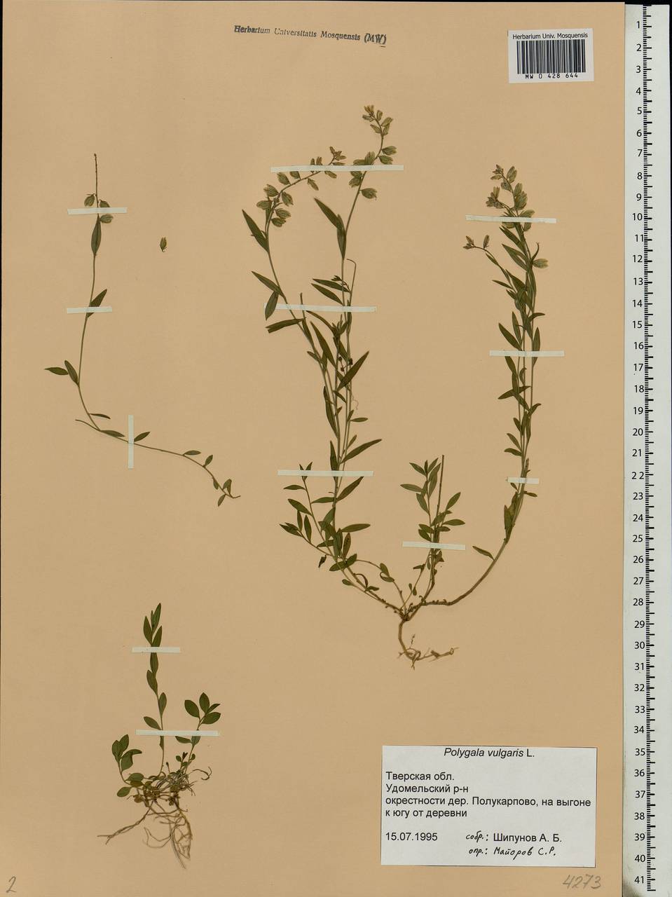 Polygala vulgaris L., Eastern Europe, North-Western region (E2) (Russia)