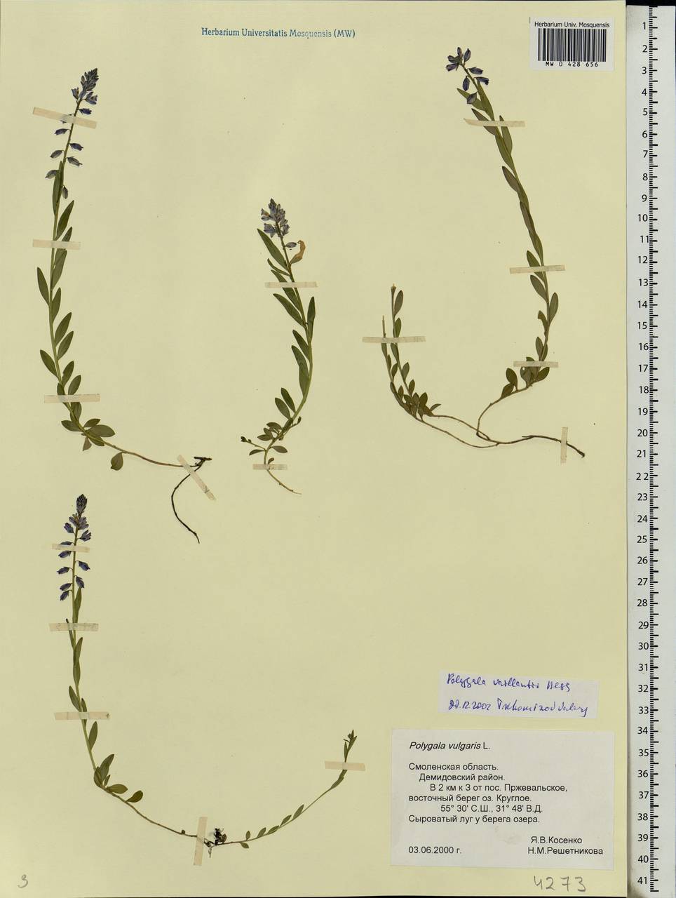 Polygala vulgaris, Eastern Europe, Western region (E3) (Russia)