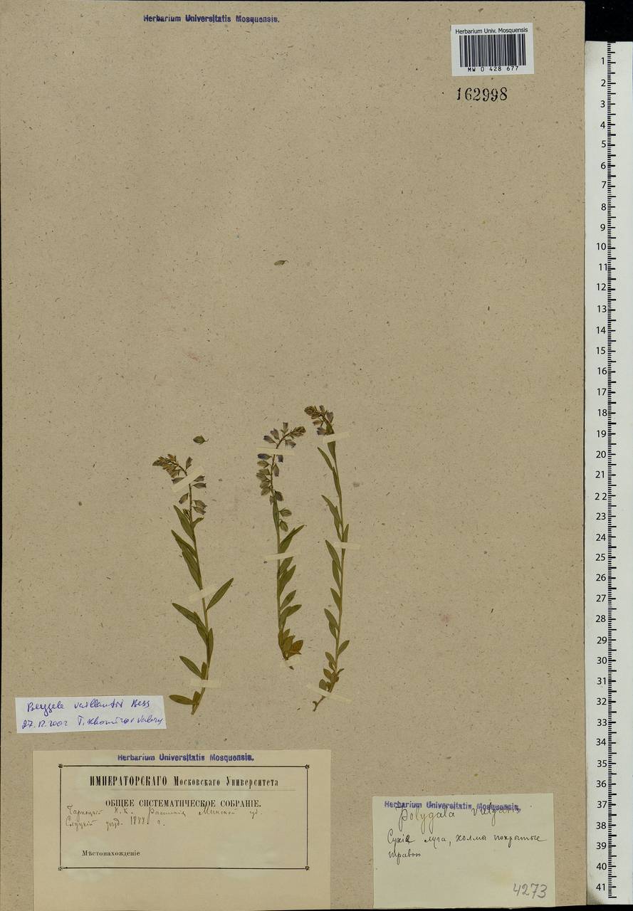 Polygala vulgaris, Eastern Europe, Belarus (E3a) (Belarus)