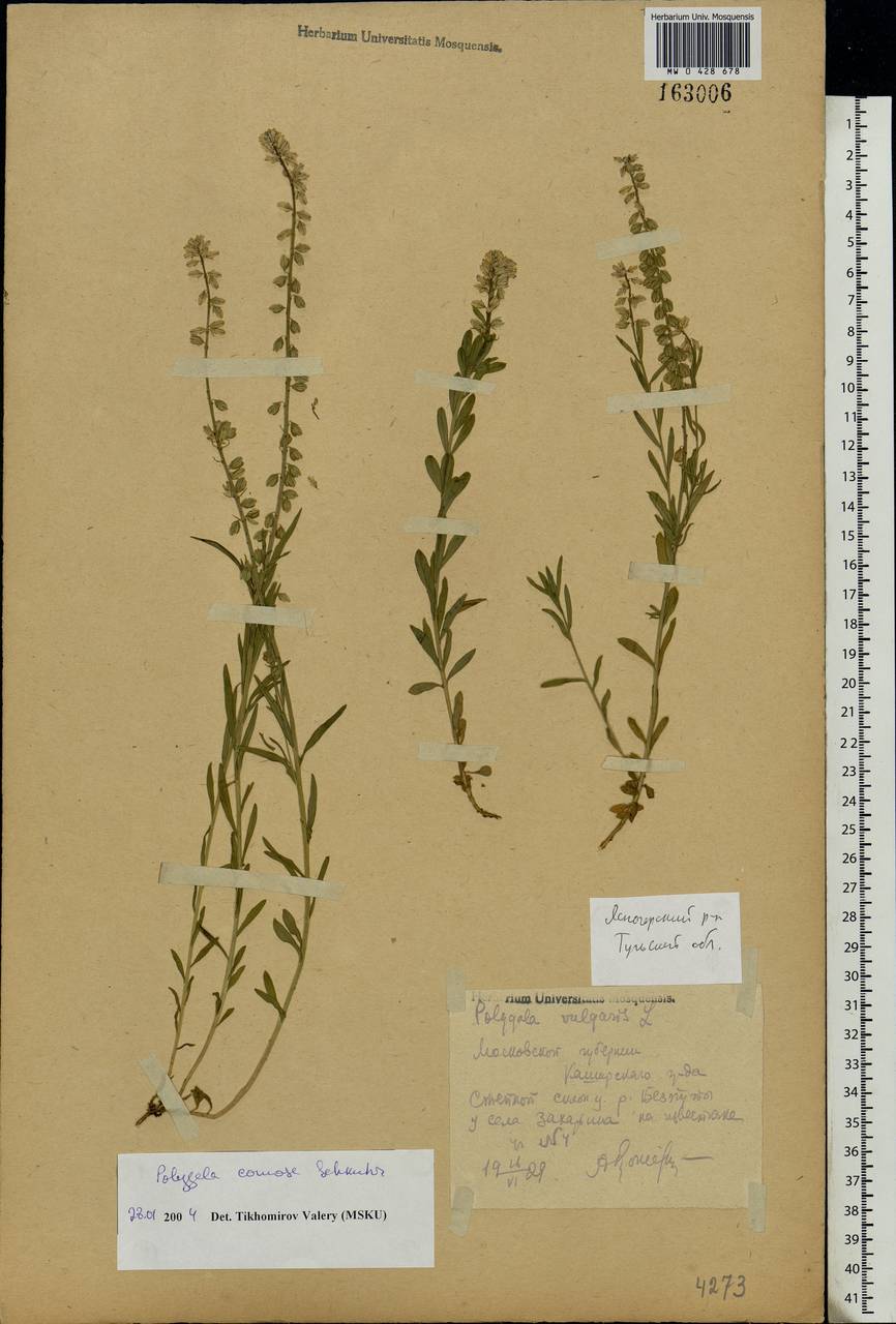 Polygala vulgaris, Eastern Europe, Central region (E4) (Russia)