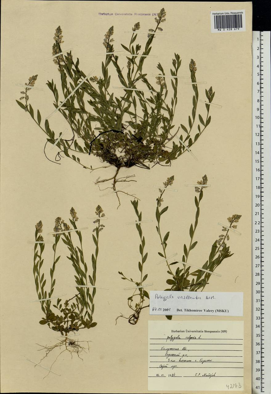 Polygala vulgaris L., Eastern Europe, Central region (E4) (Russia)