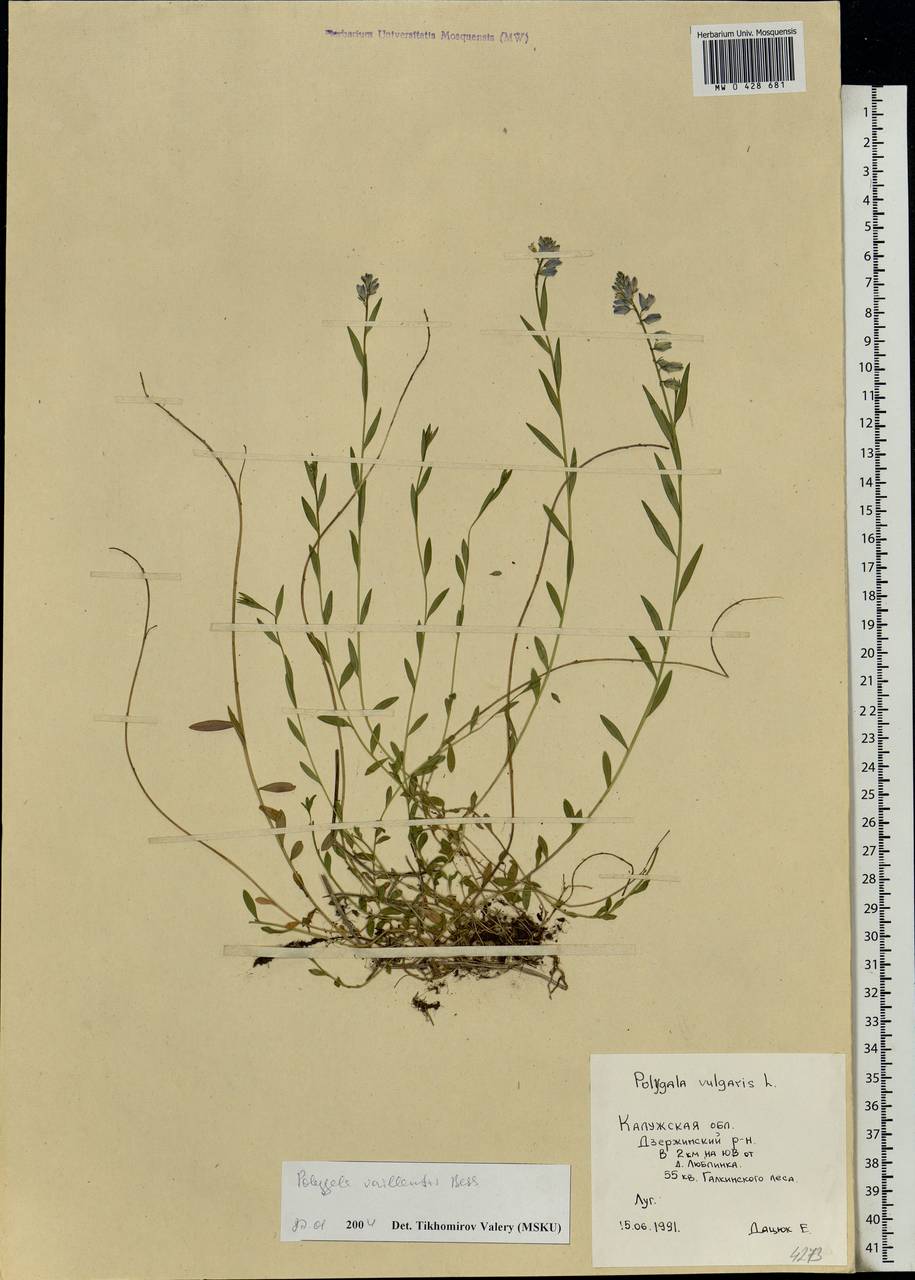 Polygala vulgaris, Eastern Europe, Central region (E4) (Russia)