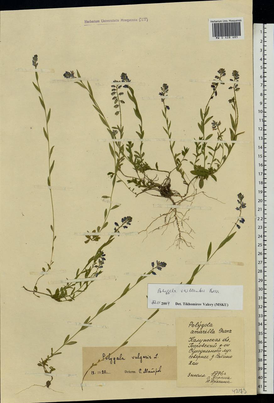 Polygala vulgaris, Eastern Europe, Central region (E4) (Russia)