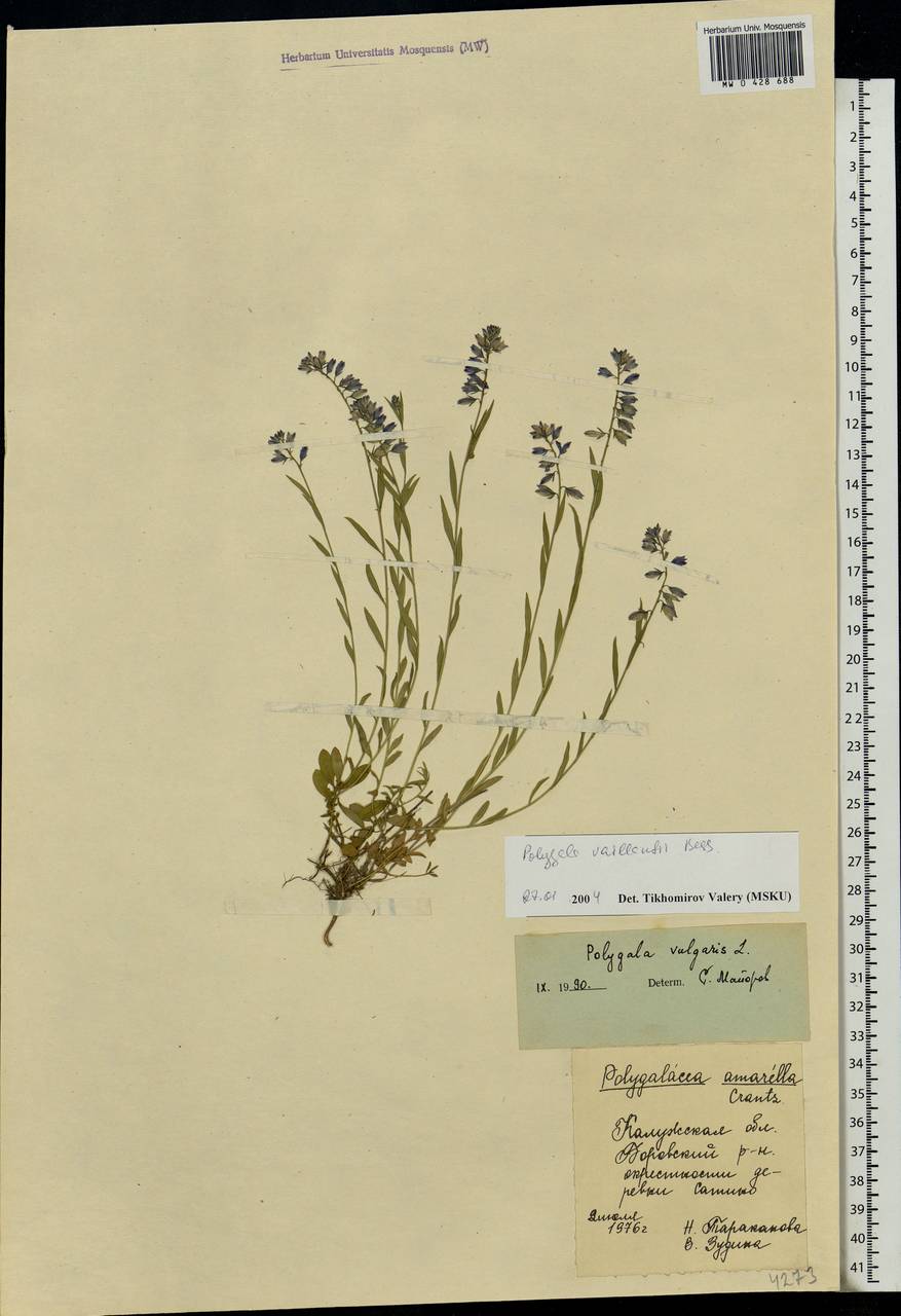 Polygala vulgaris, Eastern Europe, Central region (E4) (Russia)