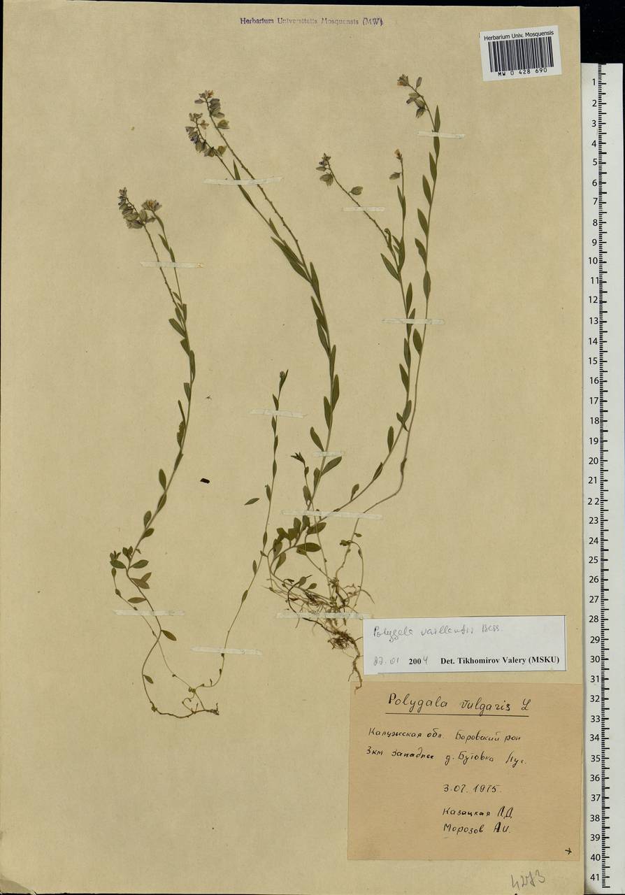 Polygala vulgaris L., Eastern Europe, Central region (E4) (Russia)