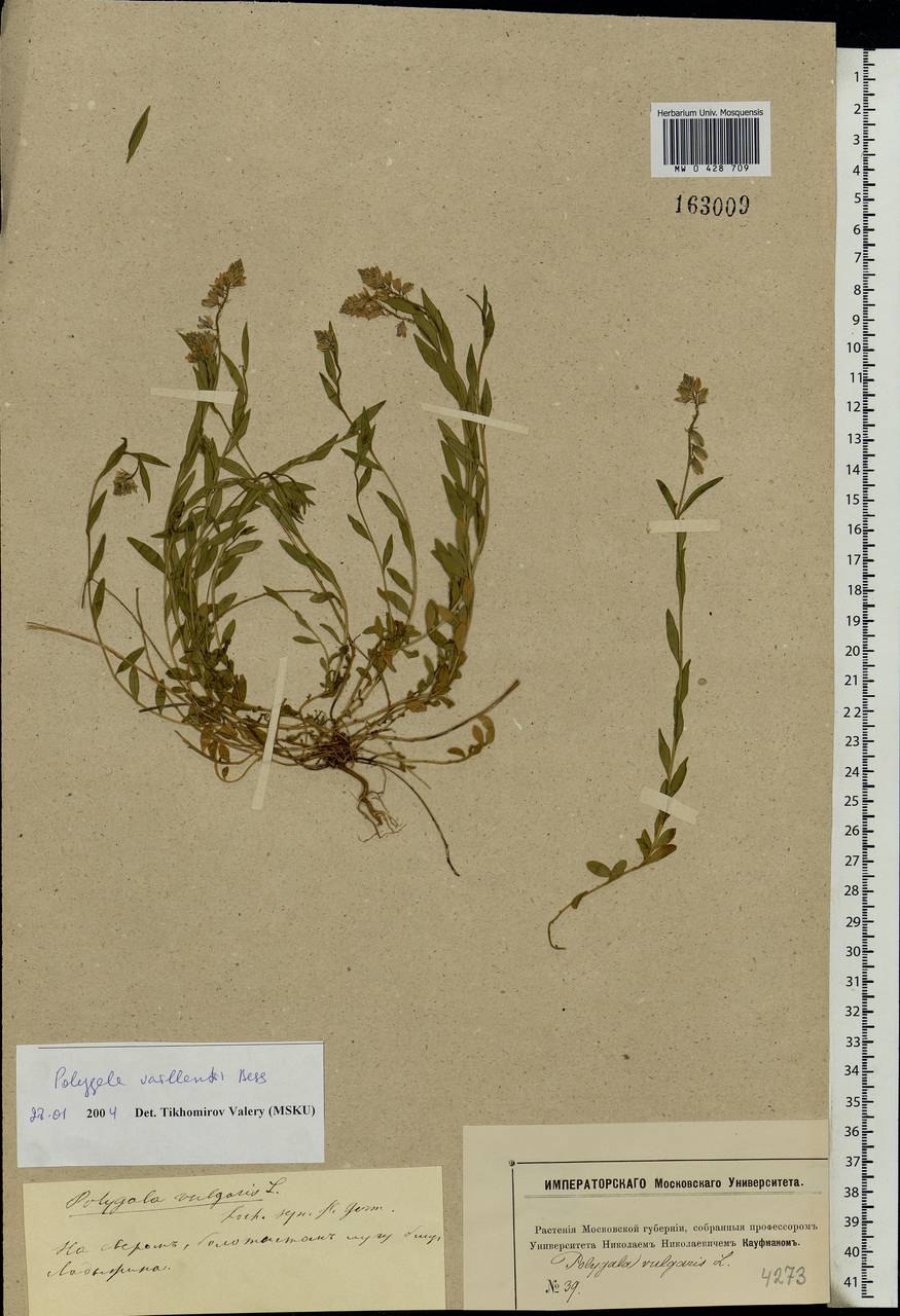 Polygala vulgaris, Eastern Europe, Moscow region (E4a) (Russia)