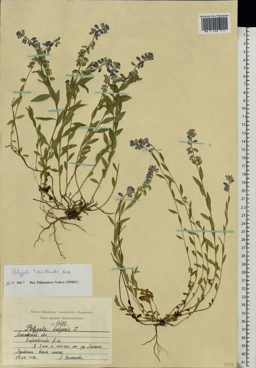 Polygala vulgaris, Eastern Europe, Moscow region (E4a) (Russia)