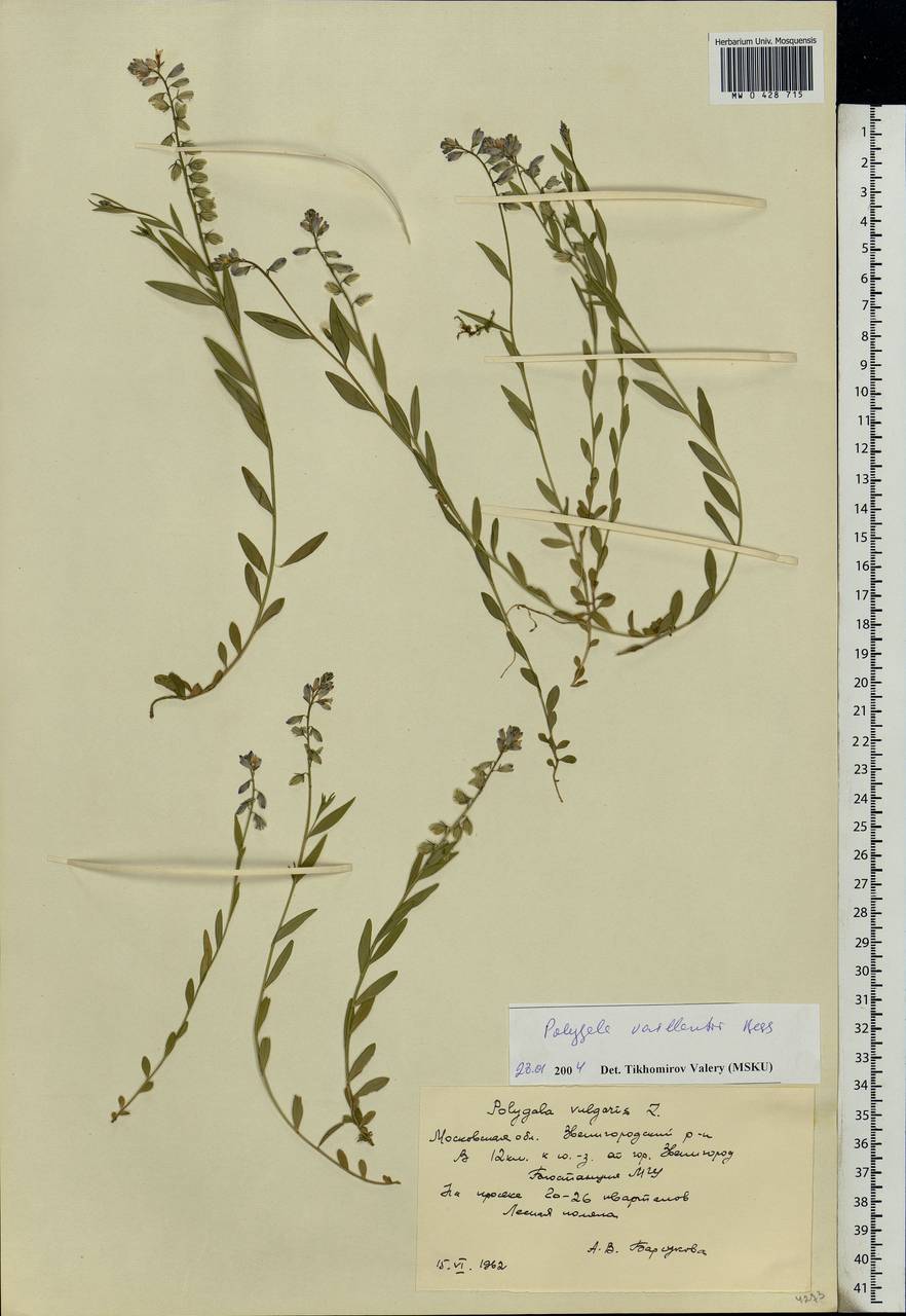 Polygala vulgaris, Eastern Europe, Moscow region (E4a) (Russia)