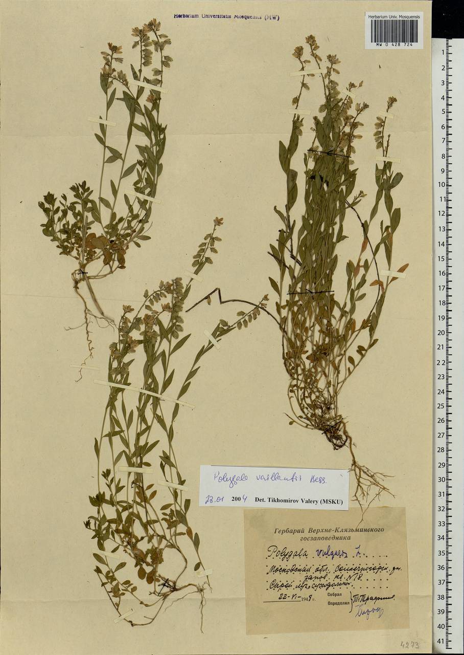Polygala vulgaris L., Eastern Europe, Moscow region (E4a) (Russia)