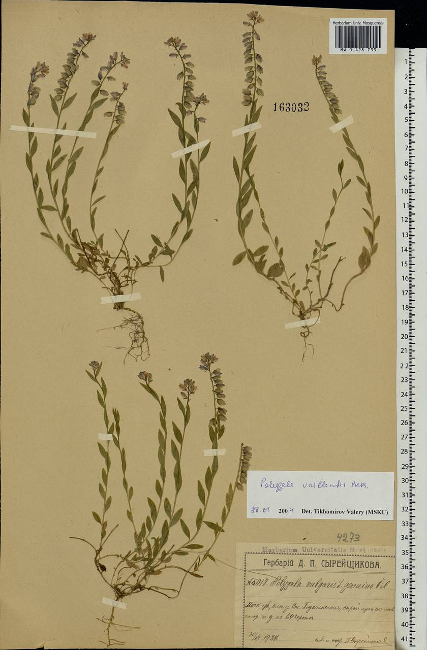 Polygala vulgaris L., Eastern Europe, Moscow region (E4a) (Russia)