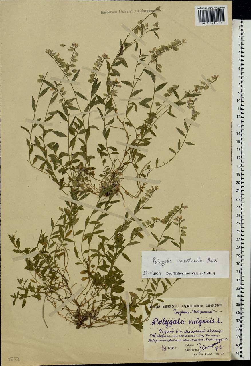 Polygala vulgaris, Eastern Europe, Moscow region (E4a) (Russia)