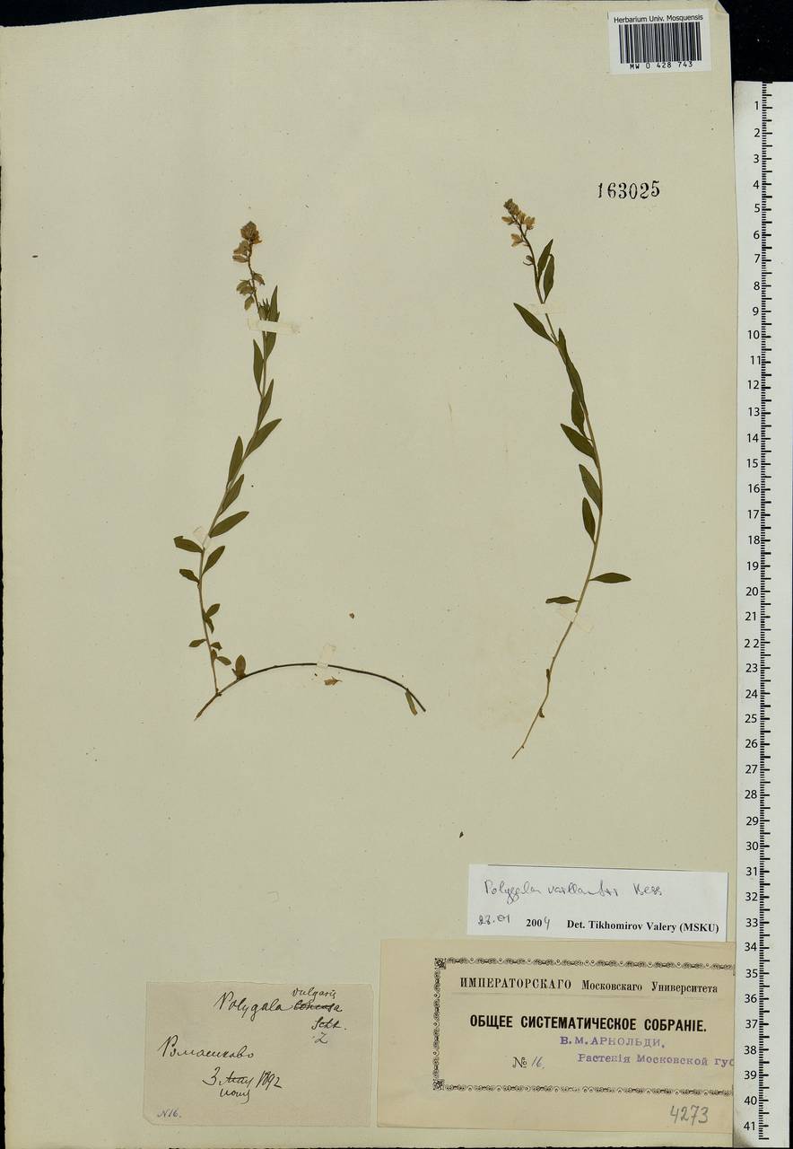 Polygala vulgaris, Eastern Europe, Moscow region (E4a) (Russia)