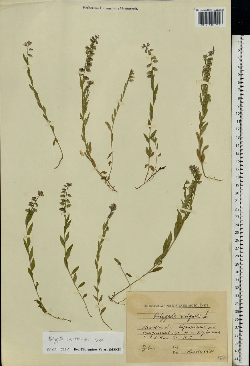 Polygala vulgaris, Eastern Europe, Moscow region (E4a) (Russia)