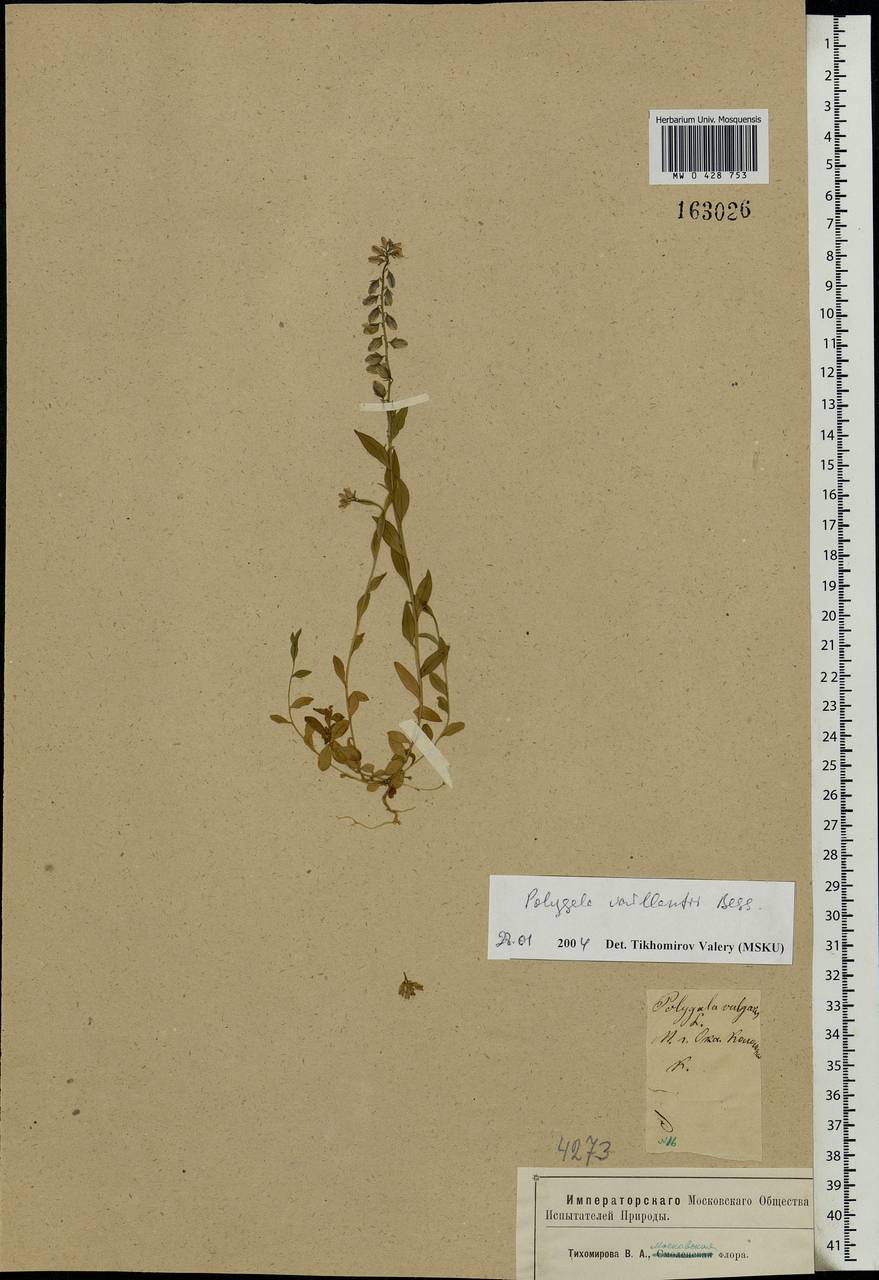 Polygala vulgaris, Eastern Europe, Moscow region (E4a) (Russia)