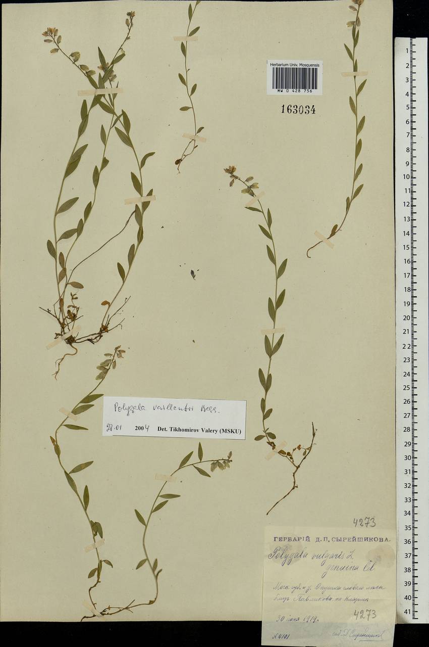 Polygala vulgaris, Eastern Europe, Moscow region (E4a) (Russia)