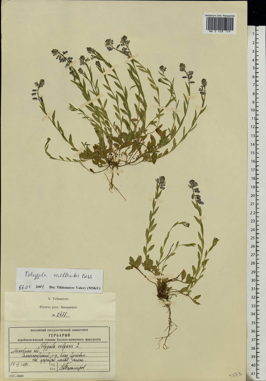 Polygala vulgaris L., Eastern Europe, Moscow region (E4a) (Russia)