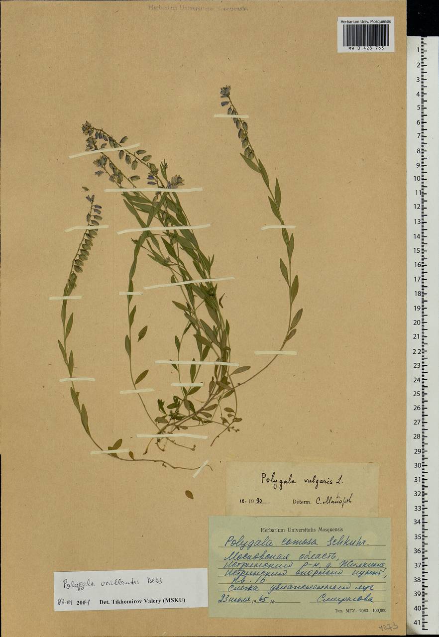 Polygala vulgaris, Eastern Europe, Moscow region (E4a) (Russia)