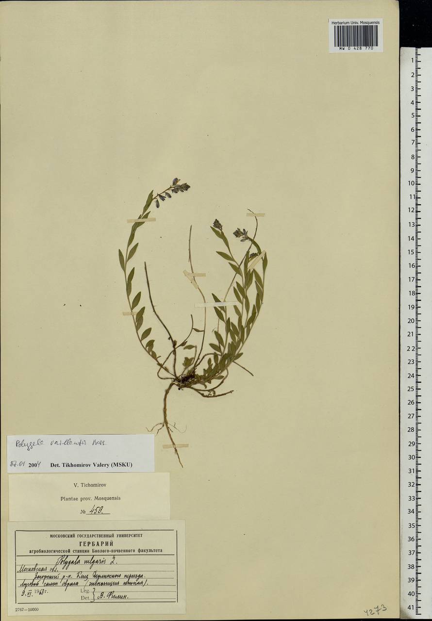 Polygala vulgaris, Eastern Europe, Moscow region (E4a) (Russia)