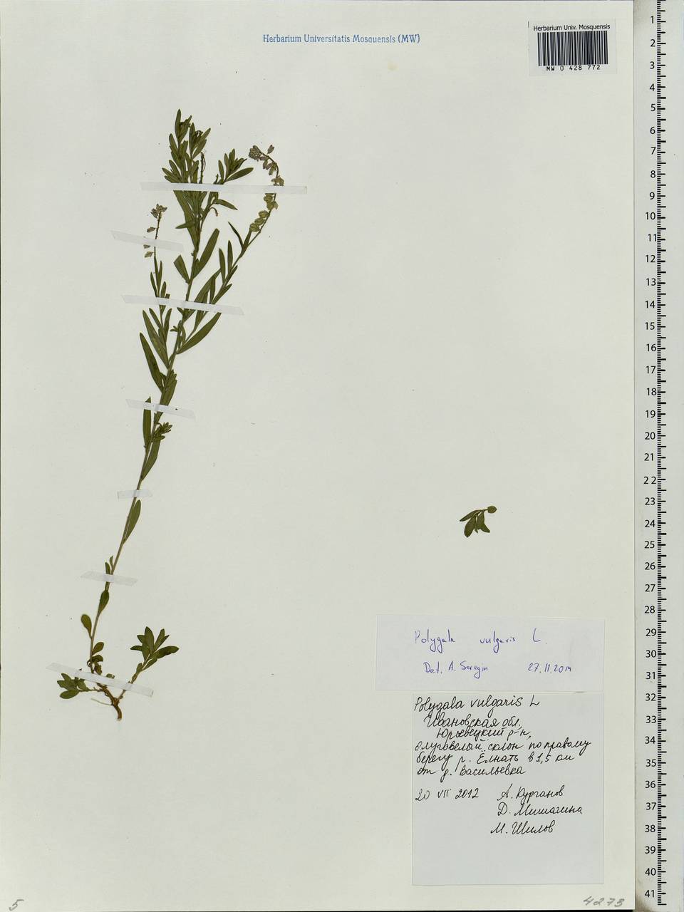 Polygala vulgaris L., Eastern Europe, Central forest region (E5) (Russia)