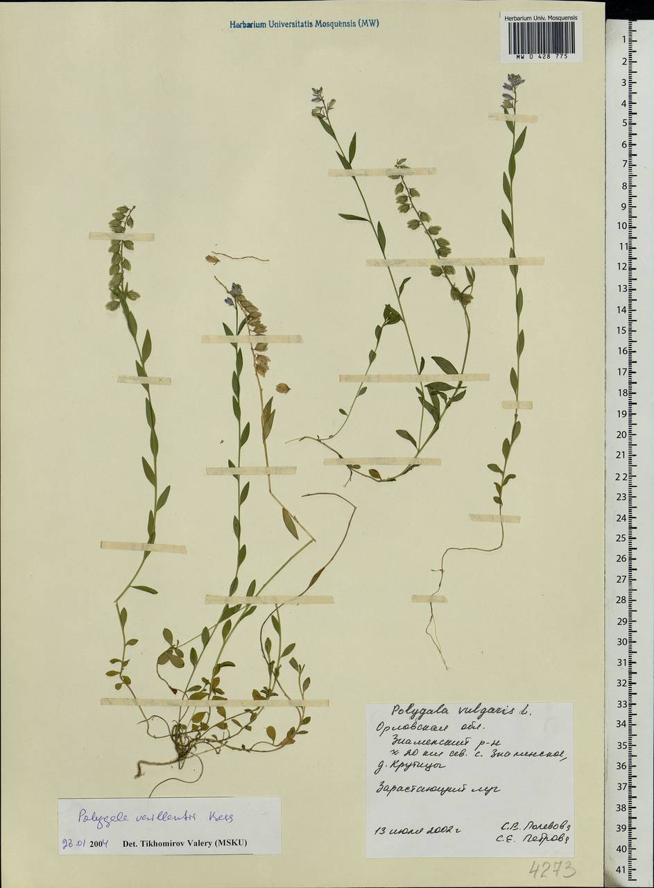 Polygala vulgaris, Eastern Europe, Central forest-and-steppe region (E6) (Russia)