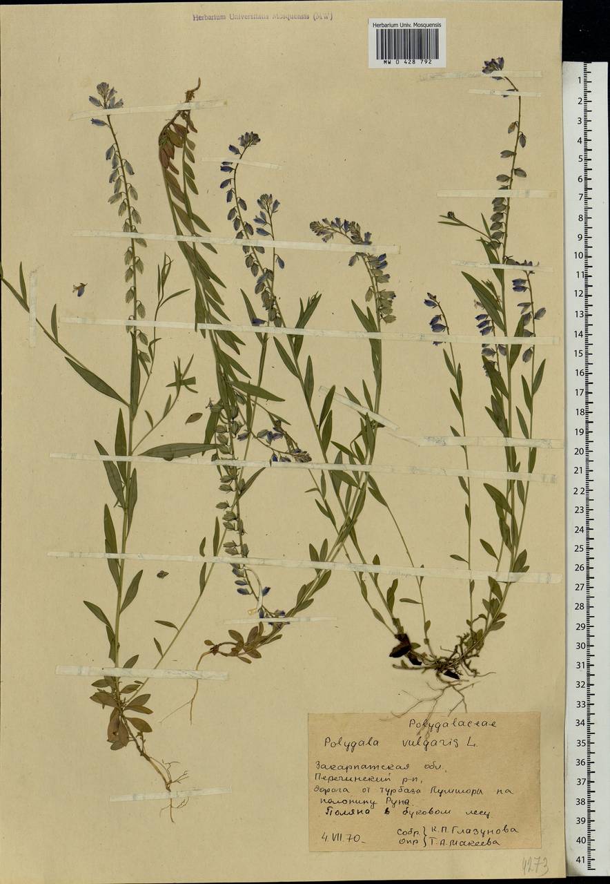 Polygala vulgaris, Eastern Europe, West Ukrainian region (E13) (Ukraine)