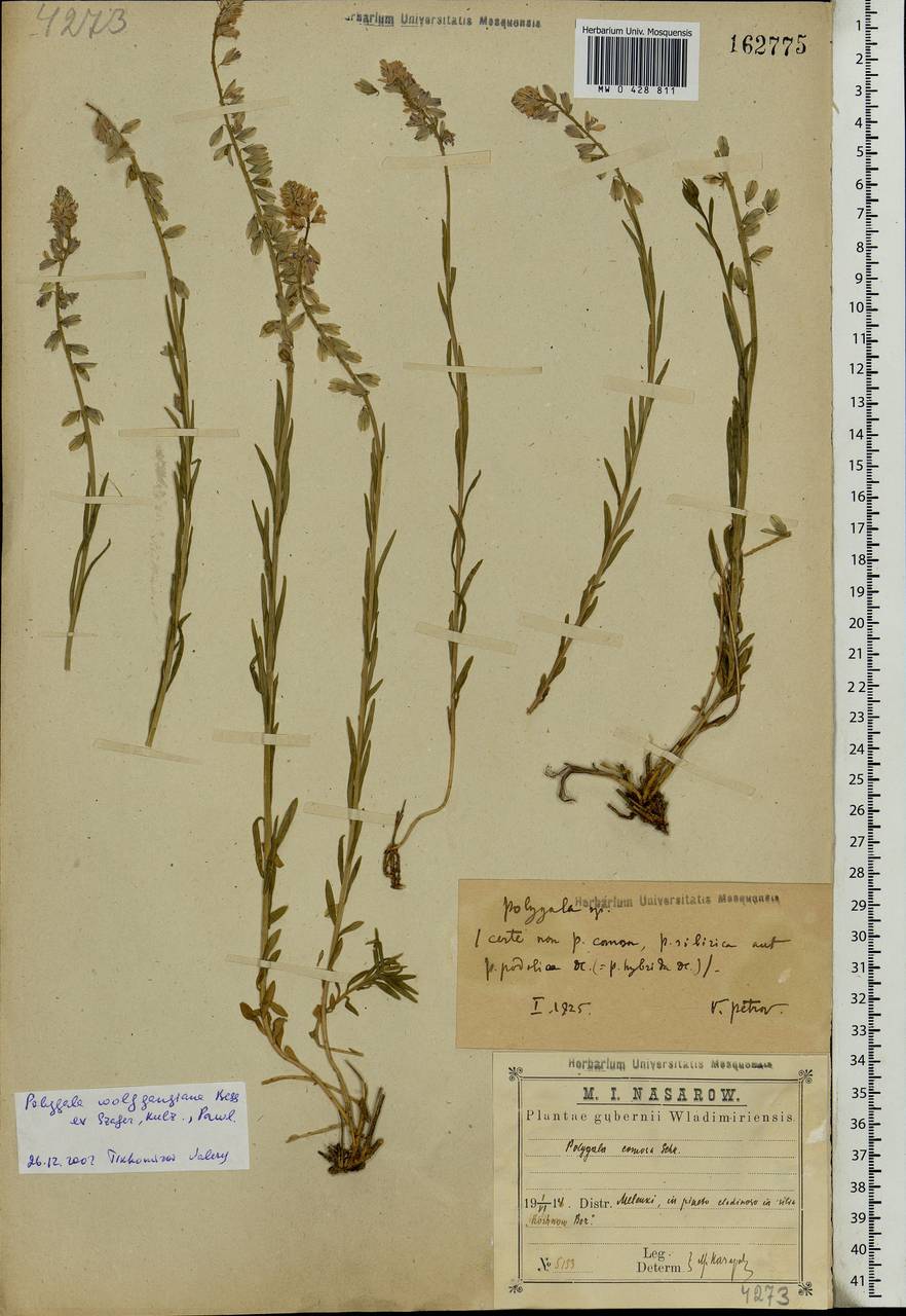 Polygala comosa subsp. comosa, Eastern Europe, Volga-Kama region (E7) (Russia)