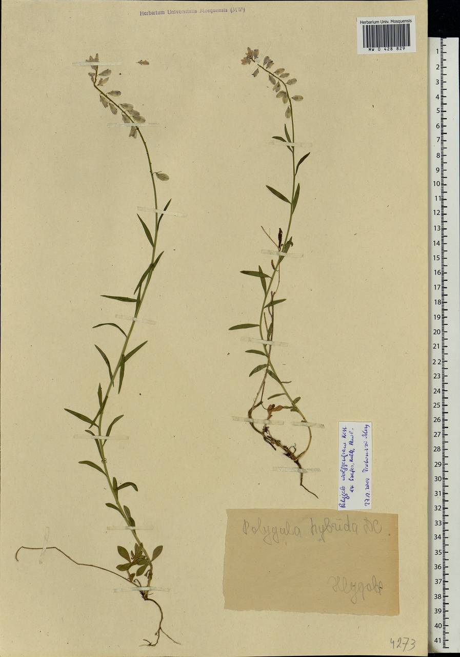 Polygala comosa subsp. comosa, Eastern Europe, Eastern region (E10) (Russia)