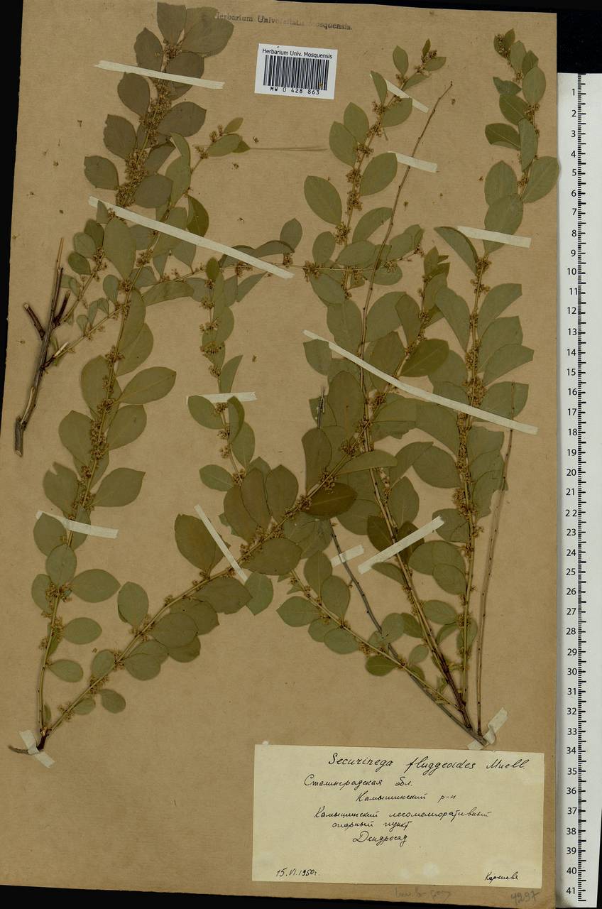 Flueggea suffruticosa (Pall.) Baill., Eastern Europe, Lower Volga region (E9) (Russia)