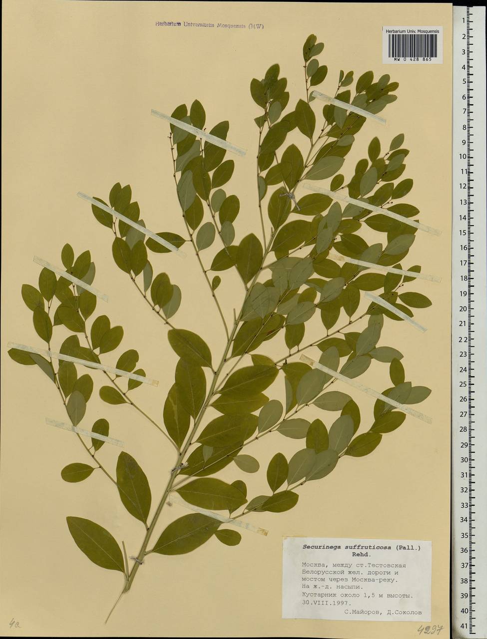 Flueggea suffruticosa (Pall.) Baill., Eastern Europe, Moscow region (E4a) (Russia)