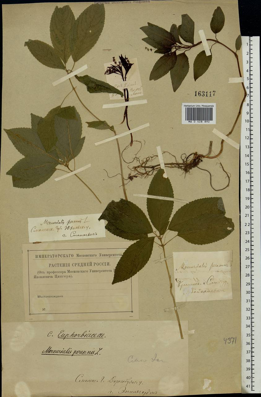 Mercurialis perennis L., Eastern Europe, Western region (E3) (Russia)