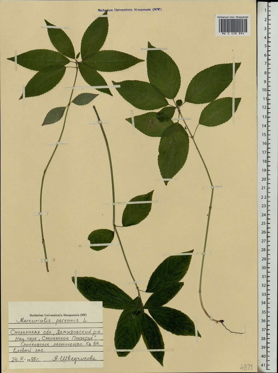 Mercurialis perennis L., Eastern Europe, Western region (E3) (Russia)