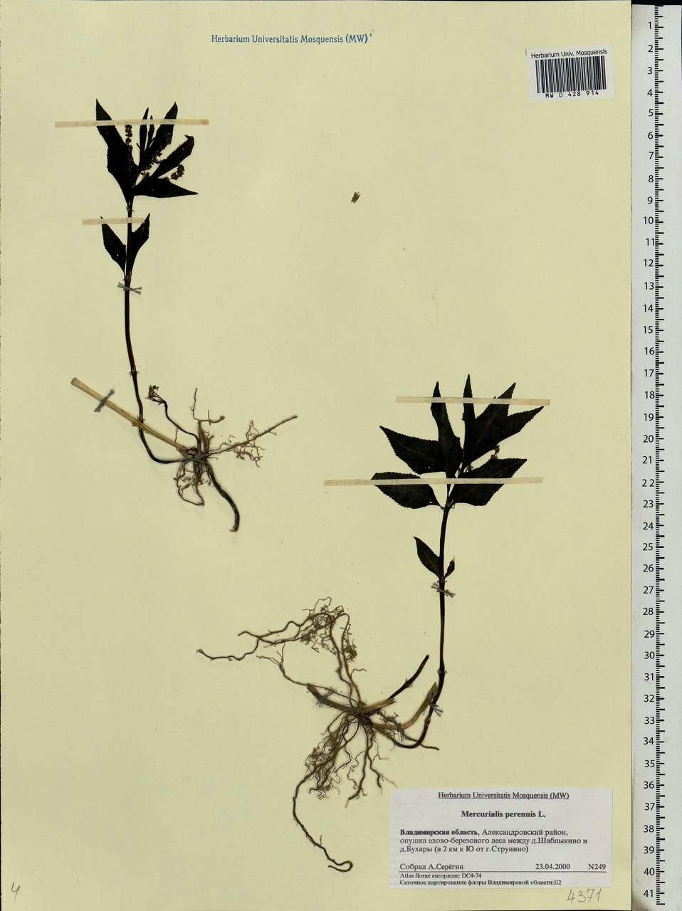 Mercurialis perennis L., Eastern Europe, Central region (E4) (Russia)