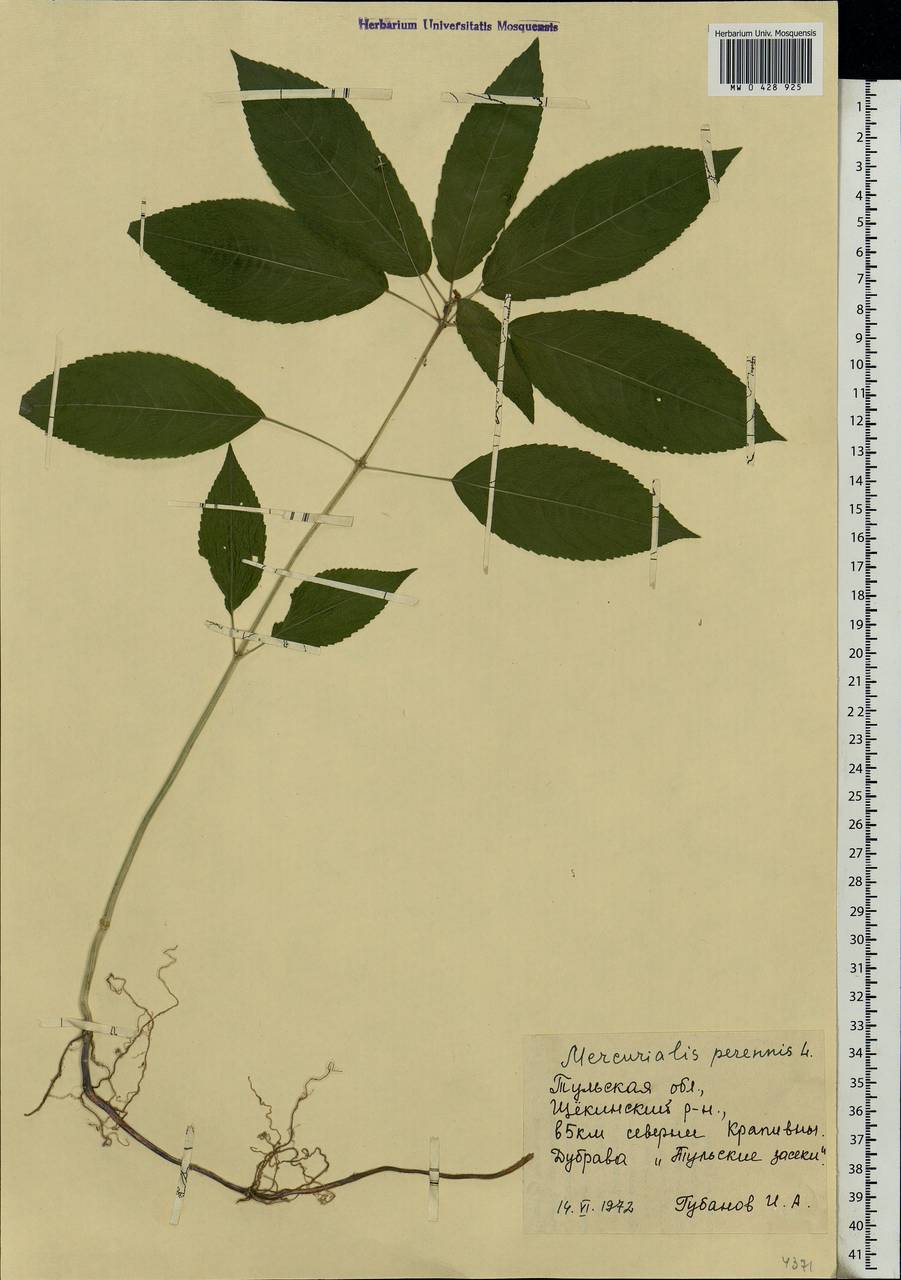 Mercurialis perennis L., Eastern Europe, Central region (E4) (Russia)