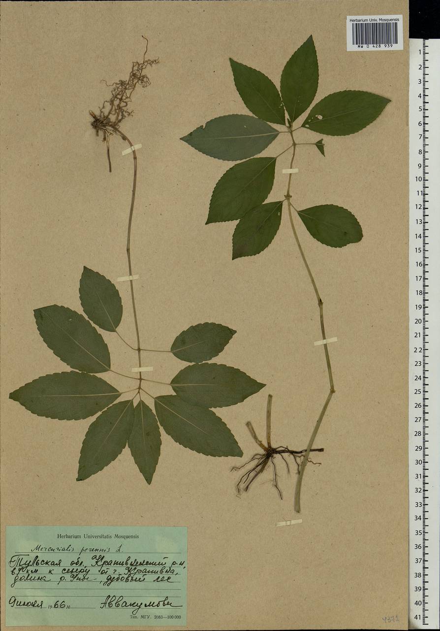 Mercurialis perennis L., Eastern Europe, Central region (E4) (Russia)