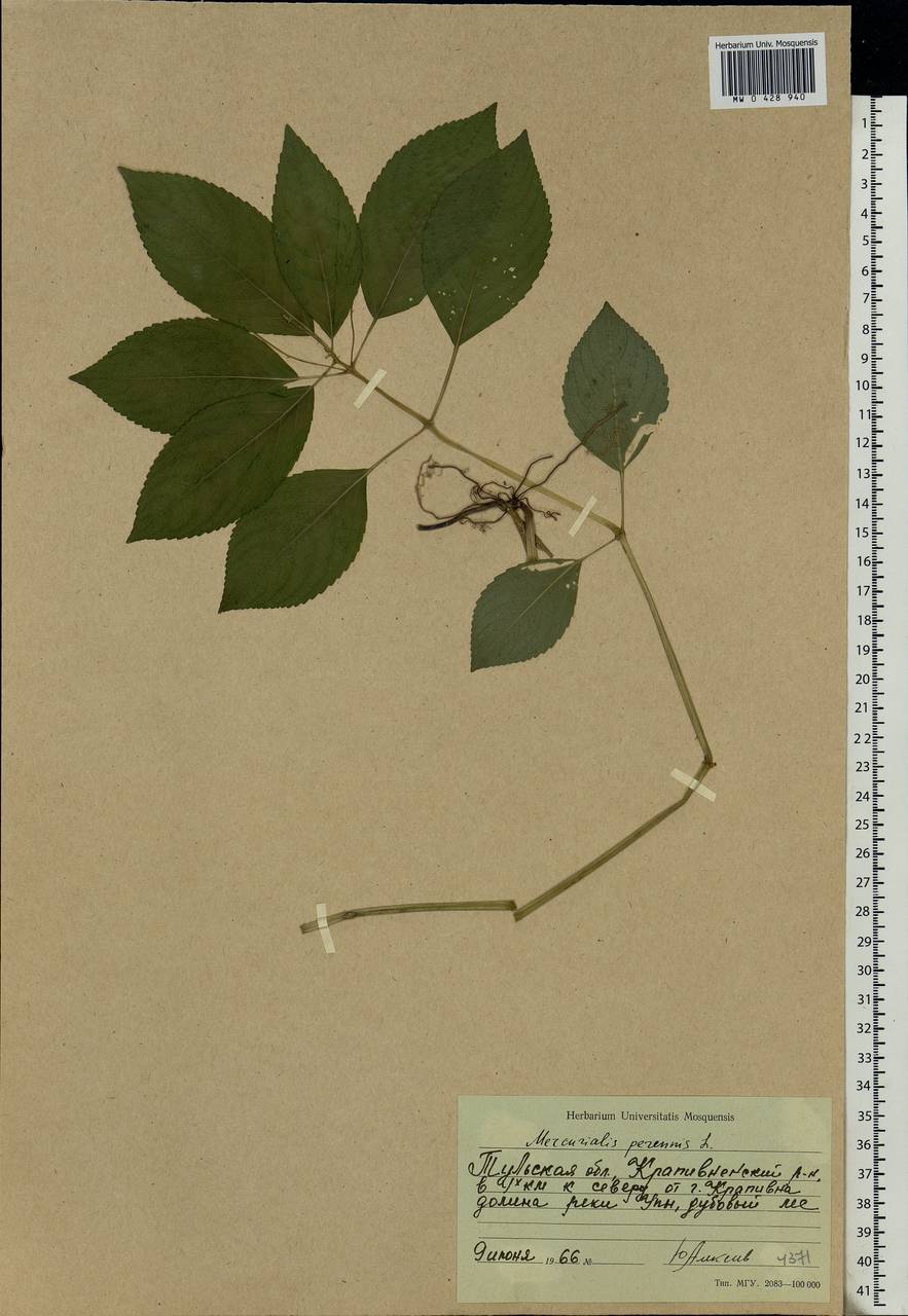 Mercurialis perennis L., Eastern Europe, Central region (E4) (Russia)