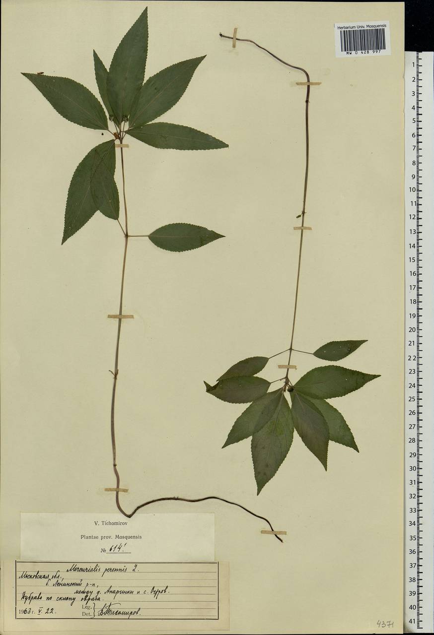 Mercurialis perennis L., Eastern Europe, Moscow region (E4a) (Russia)