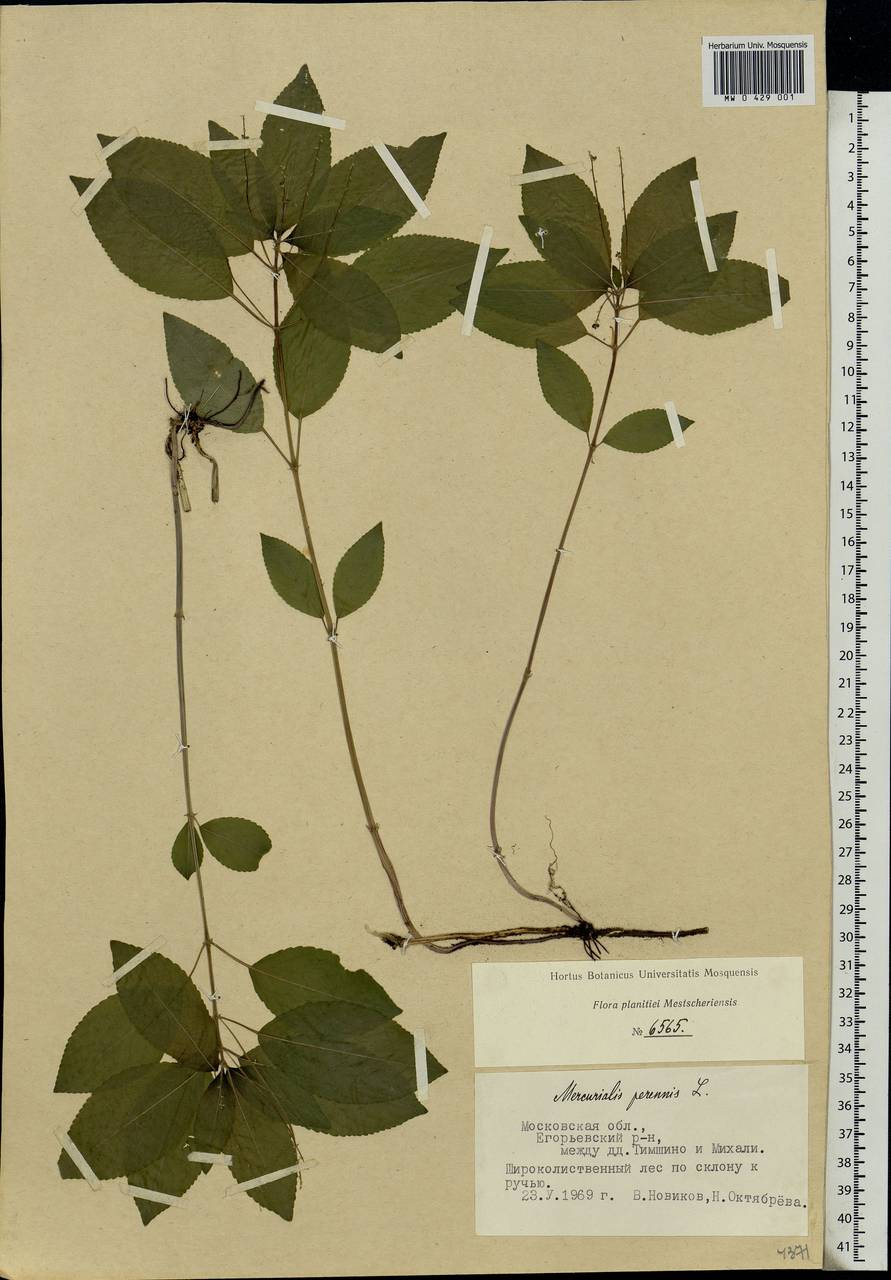 Mercurialis perennis L., Eastern Europe, Moscow region (E4a) (Russia)